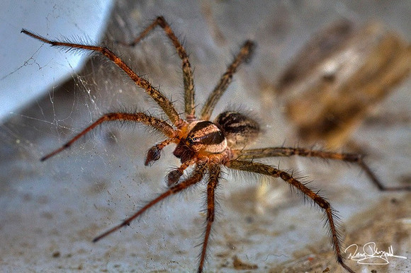 Wolf Spider