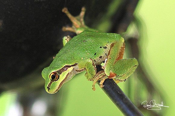 Tree Frog-srszsg-H8424