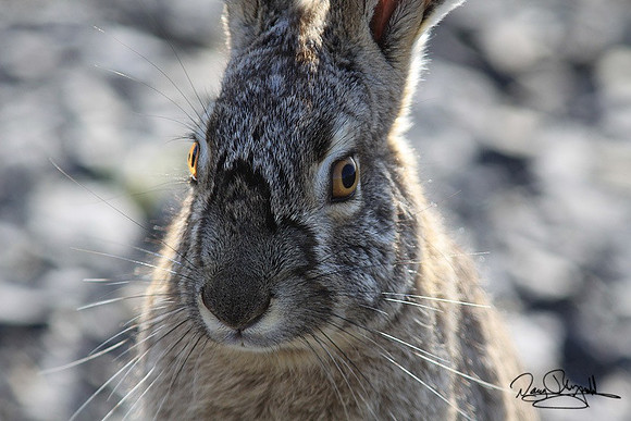 Jack Rabbit-srszsg-8039