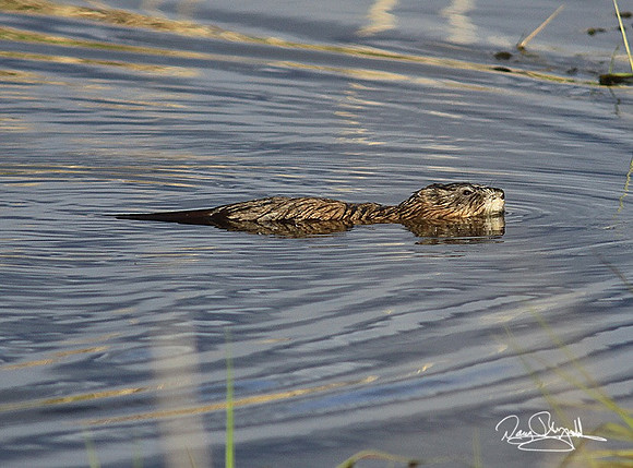 Muskrat-srszsg-H8498