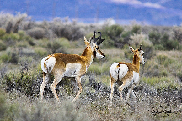 Pronghorn Antelope-ajsrszsg-H9585