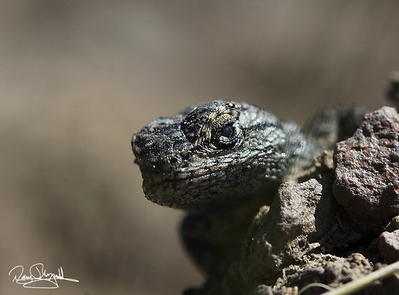 Lizard-srey-szsg-H9940