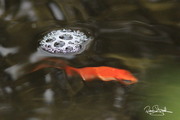 Gold Fish & bubbles-srszsg-H8317