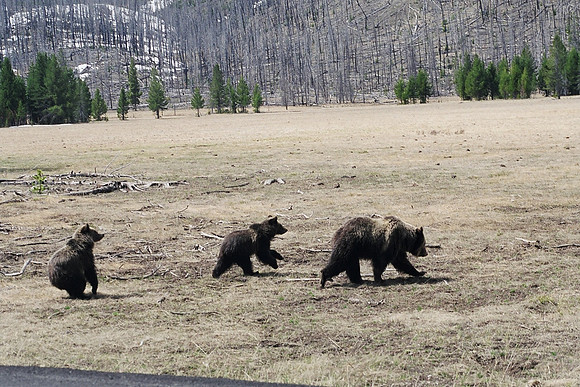 Mom Grizzley & Cubs0015 copy
