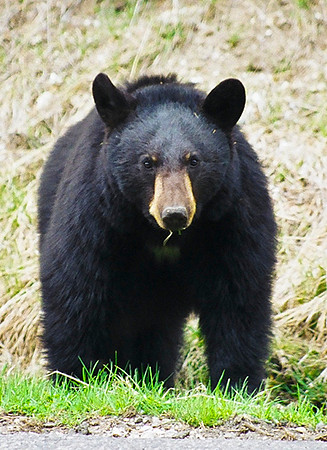 Black bear Yellow Stone-3608aj-8x