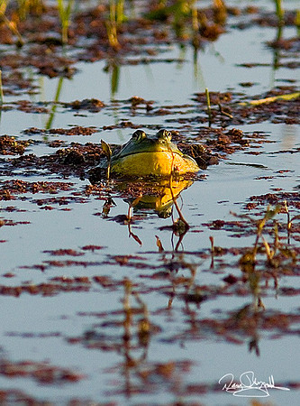 Bull Frog-ajsrszsg-V1091