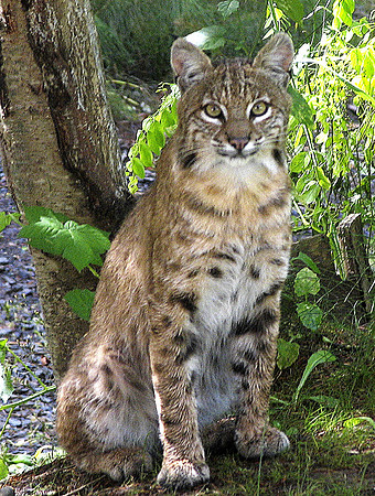 Bobcat-sr-4868