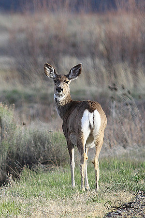 Mule Deer-srszsg-V8513