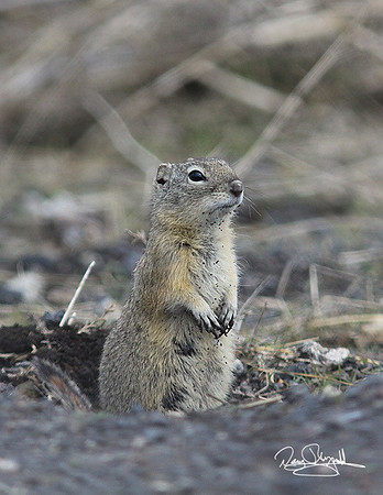 Ground Squial-srszsg-V9617