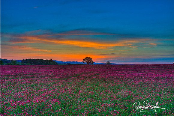 Clover Feild Sunset