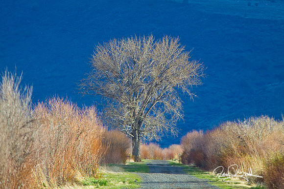 Tree on Patrol rd-ajsrszsg-H8506