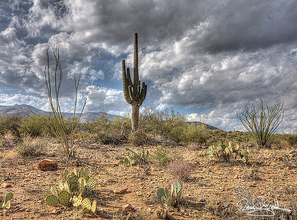 Sequoia Cactus-srszsg-H7961BL