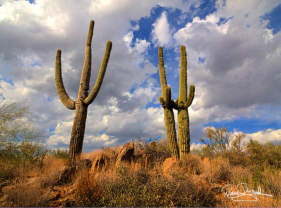 Sequoia Cactus-srexszg-H7992BL