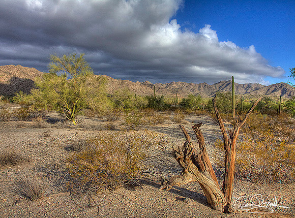Arizona Desert-srszsg-H0169BLS