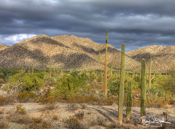 Arizona Desert-srszsg-H0170BLS