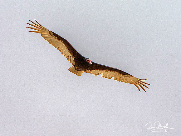 Turkey Vulture-srszsg-H2352BLS