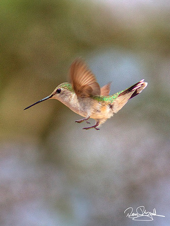 Humingbird-srszsg-V0429BLS