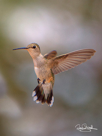 Allen's Hummingbirds-srszsg-V2325BLS