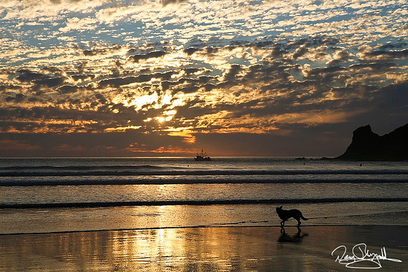 dog, Coast, Oregon, Sunset, Beach, Boat