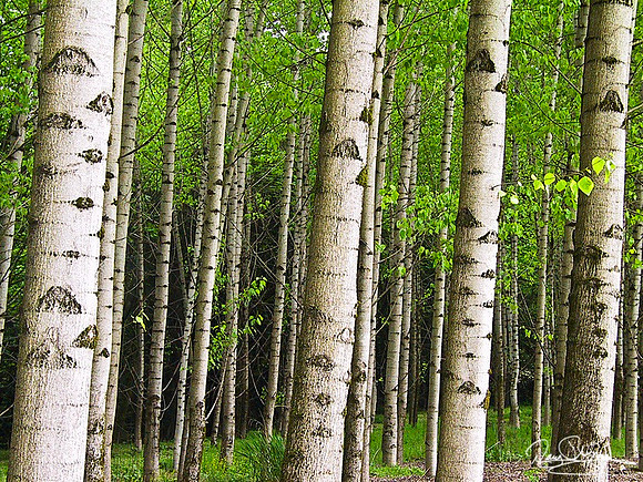 Trees in Row RA-srszsg-3877