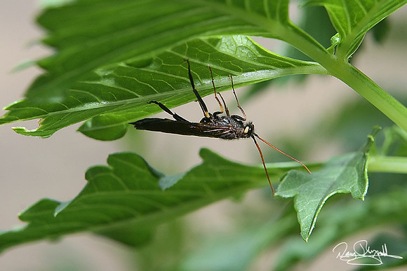 Wasp-srszsg-9579
