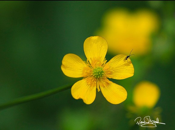 yellow Flowers-ajsrszsg-H7412
