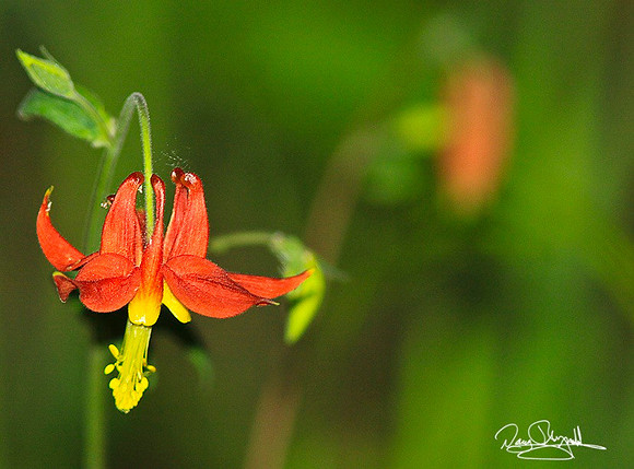 Red Hanging Flower-ajsrszsg-H8005