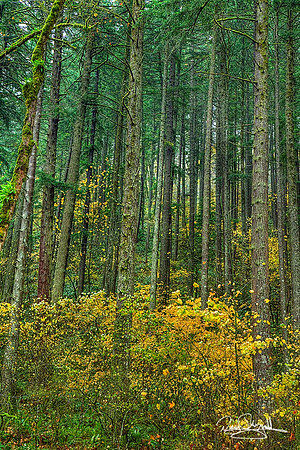 Trees-srszsg-V5789BLS