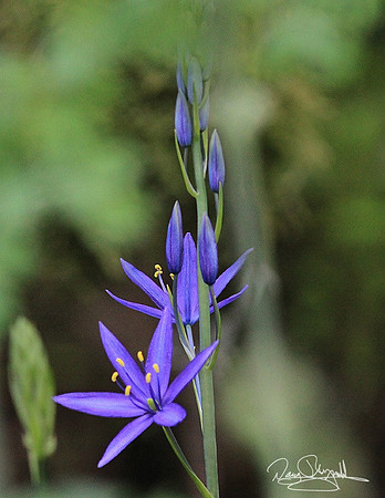Ankeny NWR Purple Flower-srszsg-V2663