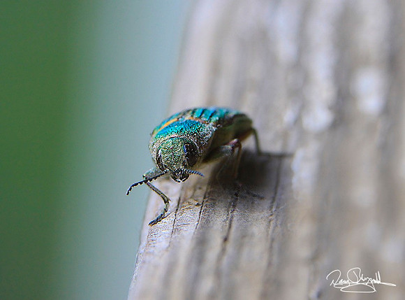 Golden Buprestid Beetle