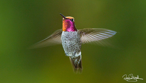 Humming Bird