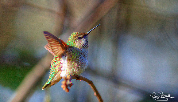 Hummingbird
