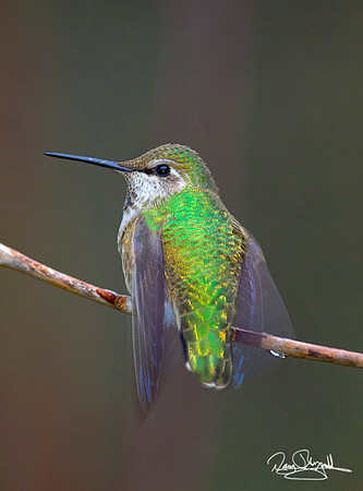 Birds
