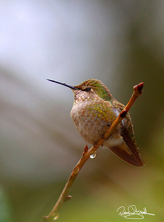 Hummingbird