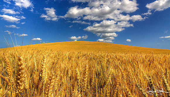 Hill of Wheat