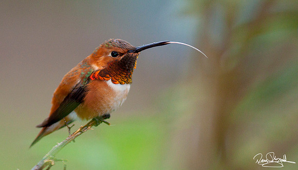 Male Rufus Hummingbird