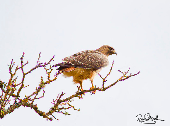 Red Tailed Hawk