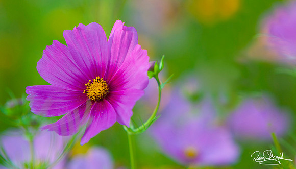 Pink Flower