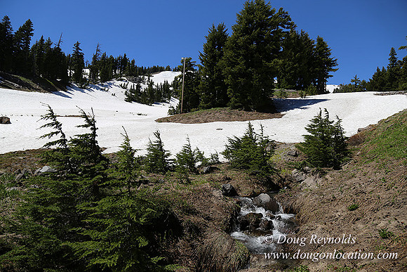 Medow's Snow-5743