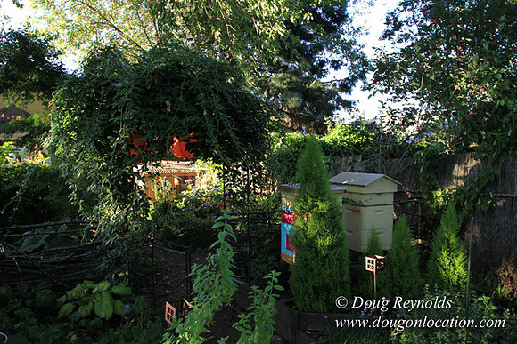 Home" Bungalow, Bee's Back yard Chickens, Small,
