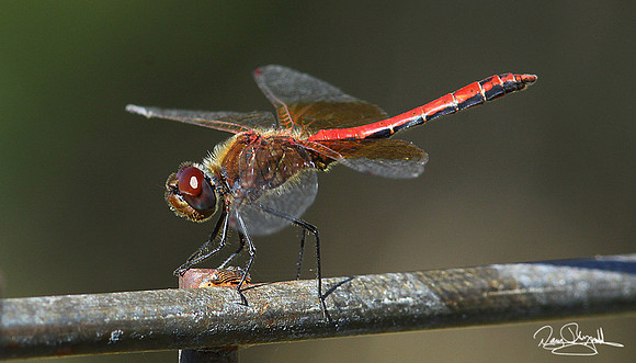 Dragonfly