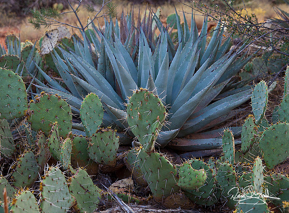 Cactus in Sedona-ajsrszsg-H7678