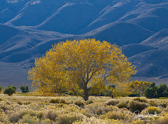 Yellow Tree-ajsrszsg-H9881