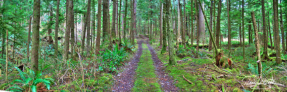 2-track Dirt Road in Trees