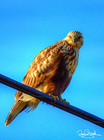 Hawk on Wire