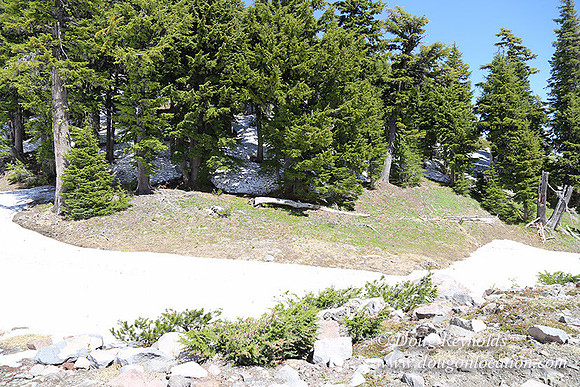 Medow's Snow-5694
