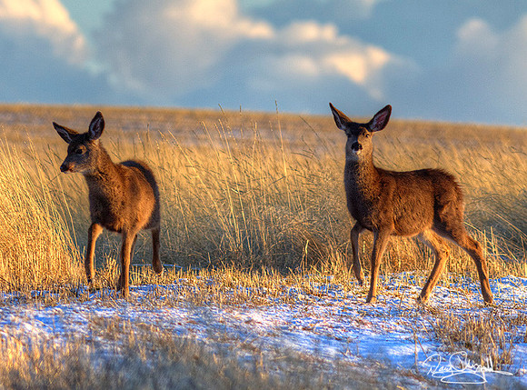 Mule Deer