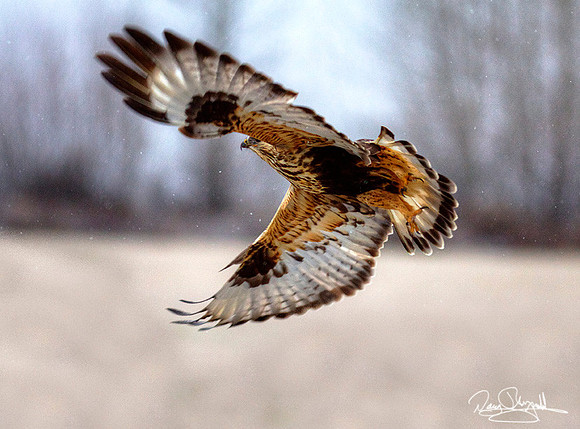 Northern Harrier Hawk
