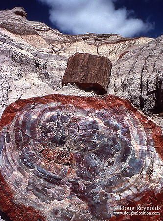 Petrified Log-srszwm-V3