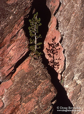 Tree ledge CLNP-srszwm-1
